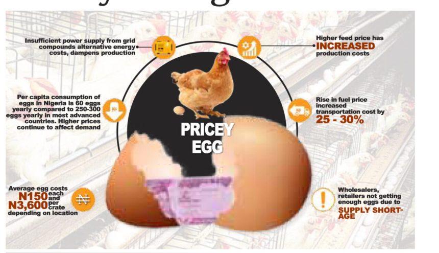 Stakeholders in the poultry industry are sounding the alarm over the impending collapse of the sector if urgent interventions are not implemented soon.