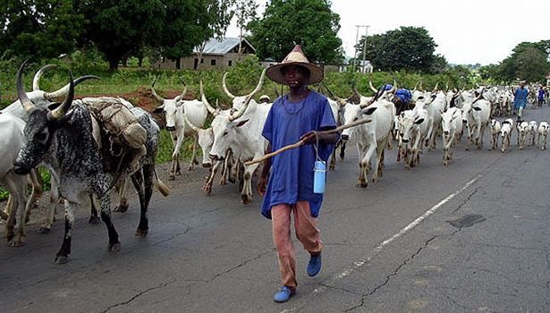 Two herders, Musa Haruna, 25, and Saliu Sanusi, 27, appeared before an Ado-Ekiti Chief Magistrates’ Court on Friday for allegedly engaging in unlawful grazing