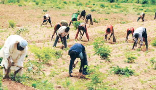 Edo Government Takes a Stand Against Illegally Acquired Farmlands