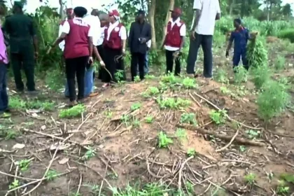 Don’t Trade Land for Trouble NDLEA Sounds Alarm Over Monarchs’ Dealings with Drug Cultivators in Ondo