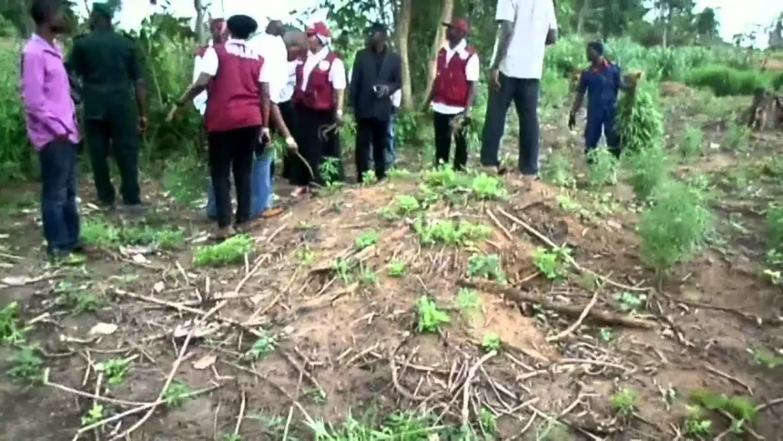 Don’t Trade Land for Trouble NDLEA Sounds Alarm Over Monarchs’ Dealings with Drug Cultivators in Ondo