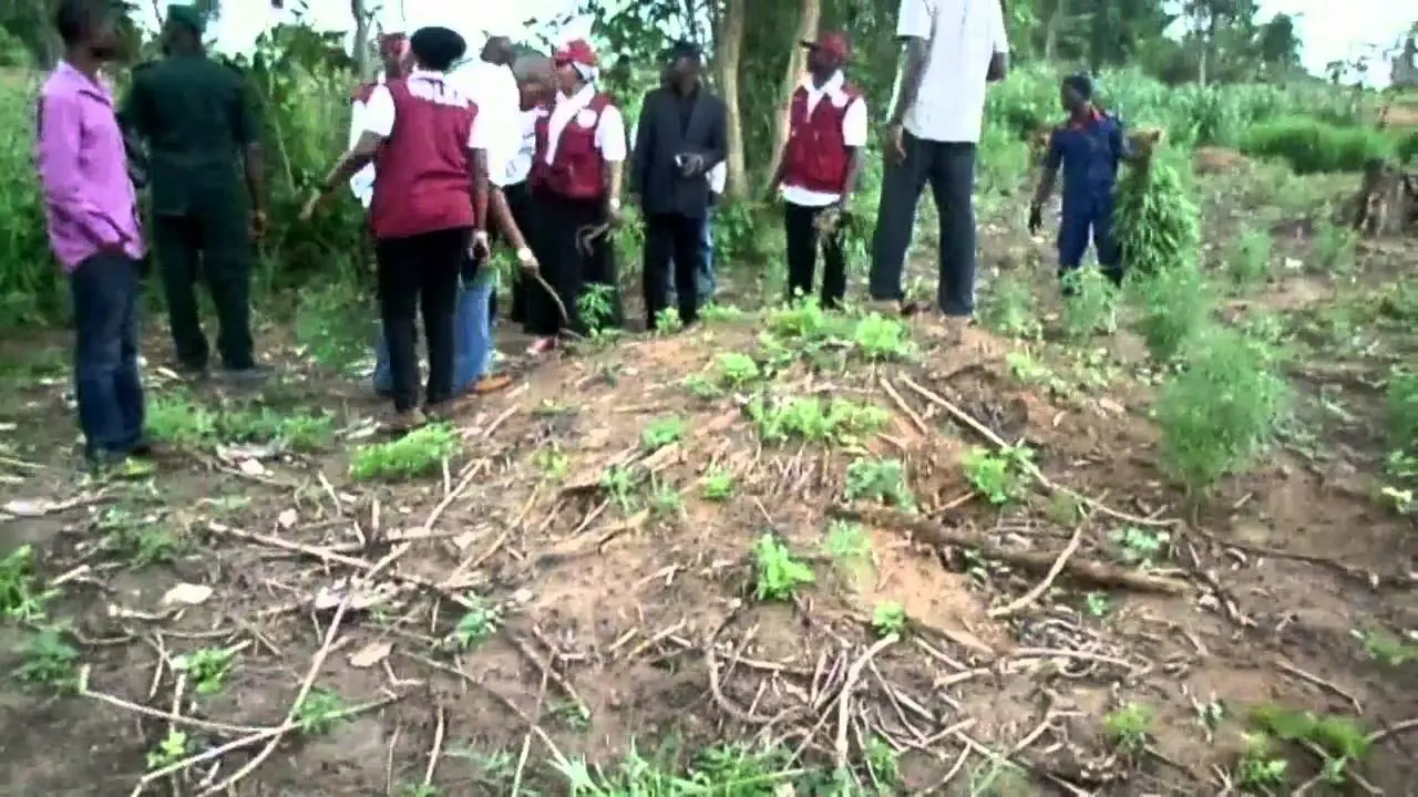 Don’t Trade Land for Trouble NDLEA Sounds Alarm Over Monarchs’ Dealings with Drug Cultivators in Ondo