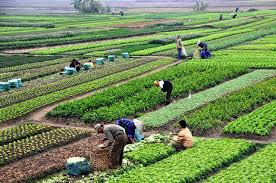 Farm Produce Prices Surge Nearly 29% Amid Rising Insecurity – NBS