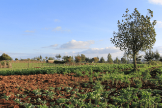 Land governance in Africa creates tension during investment decisions- Experts
