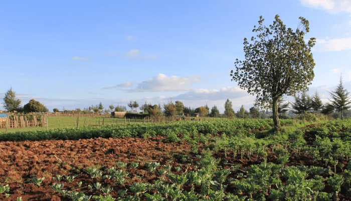 Land governance in Africa creates tension during investment decisions- Experts