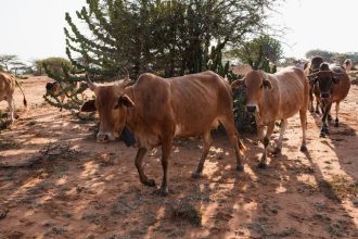 MBF Rejects Middle Belt Ranching Plan, Warns Over Land Allocation